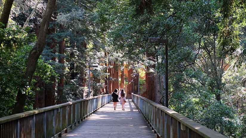 UC Santa Cruz