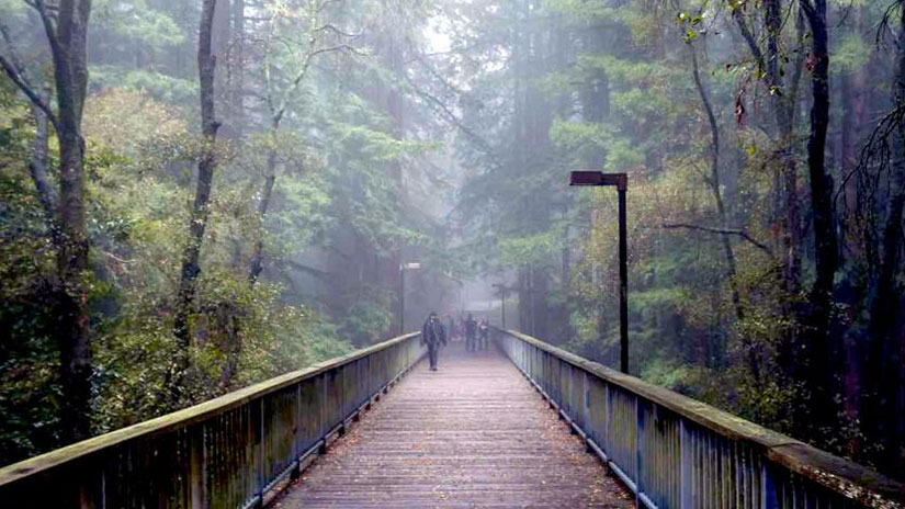 UC Santa Cruz Campus